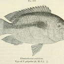 Image de Heterochromis multidens (Pellegrin 1900)