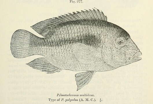 Image of Heterochromis