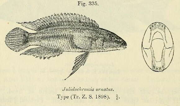 Image de Julidochromis ornatus Boulenger 1898