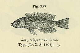Image of Lamprologus callipterus Boulenger 1906