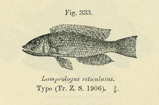 صورة Lamprologus callipterus Boulenger 1906