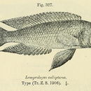 Image of <i>Lamprologus callipterus</i> Boulenger 1906