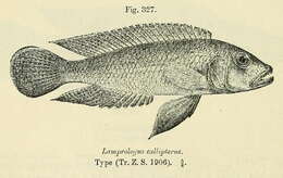 Image of Lamprologus callipterus Boulenger 1906