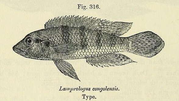 Lamprologus resmi