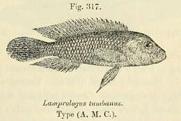 Lamprologus resmi