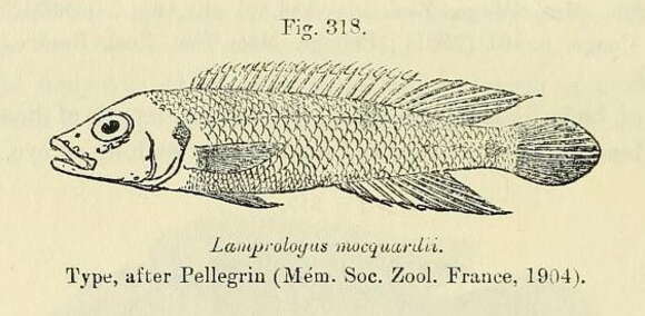 Image of Lamprologus