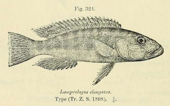 Lepidiolamprologus resmi