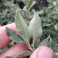 Image of Quercus microphylla Née