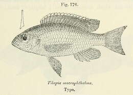 Image of Lethrinops