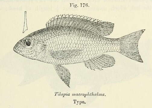 Image of Lethrinops