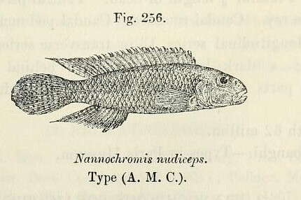 Image of Nanochromis