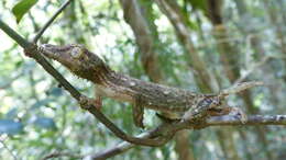 Слика од Uroplatus henkeli Böhme & Ibisch 1990