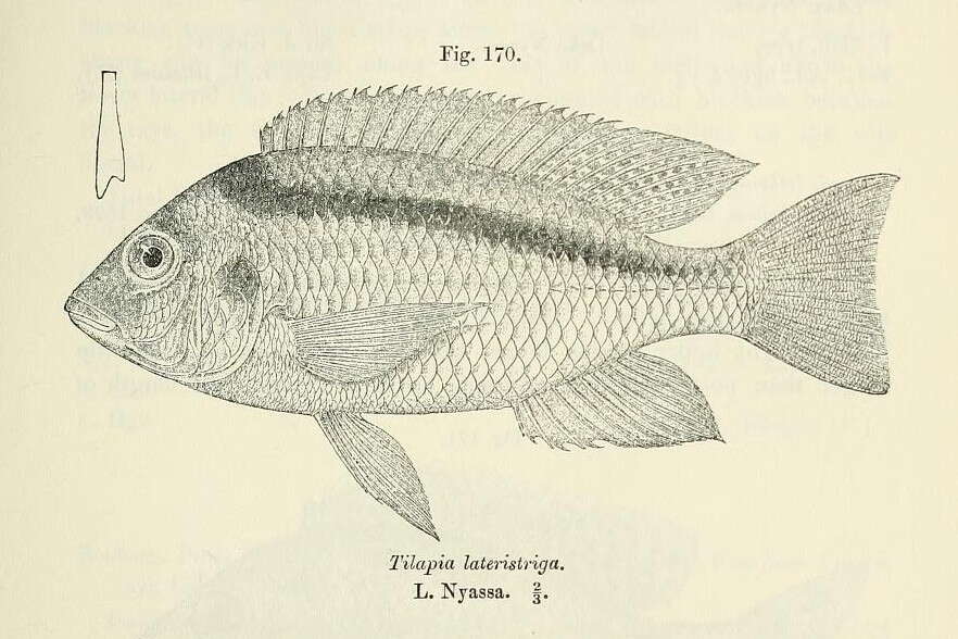 صورة Mylochromis