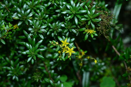 Image of Sedum kwanwuense