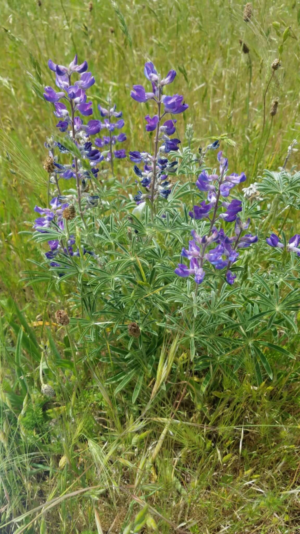 Imagem de Lupinus arbustus Lindl.