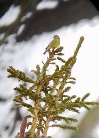 Image of Alpine Citril Finch