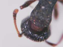 Image of Tetramorium forte Forel 1904