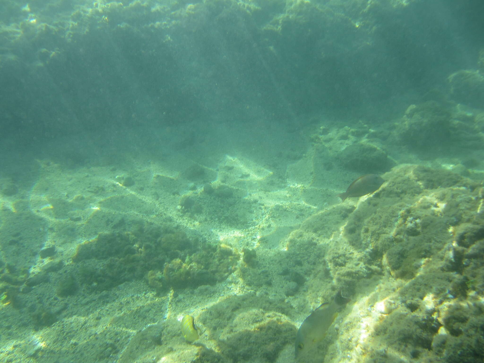 Image of Blacktail snapper