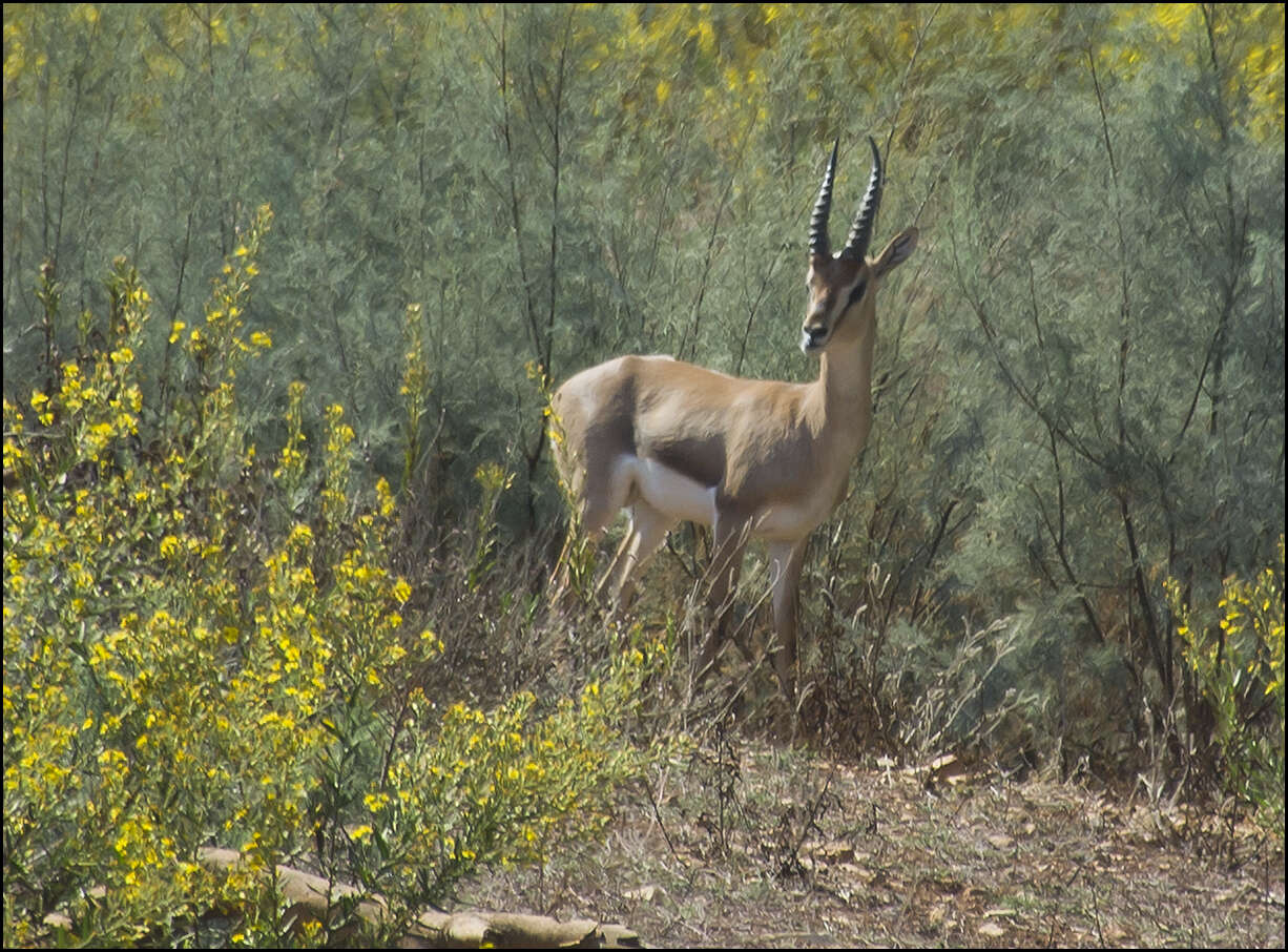 Image of Mountain Gazelle