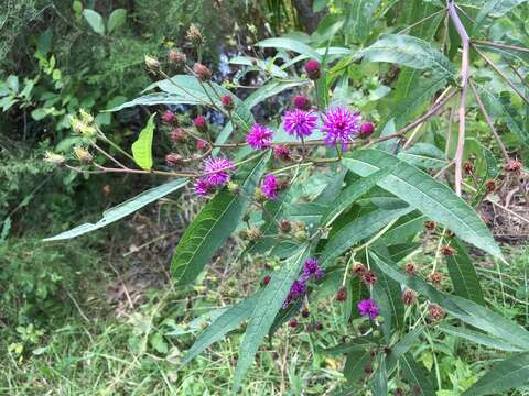 Image of New York ironweed