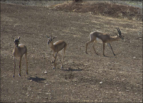 Image of Mountain Gazelle