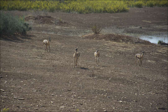 Image of Mountain Gazelle