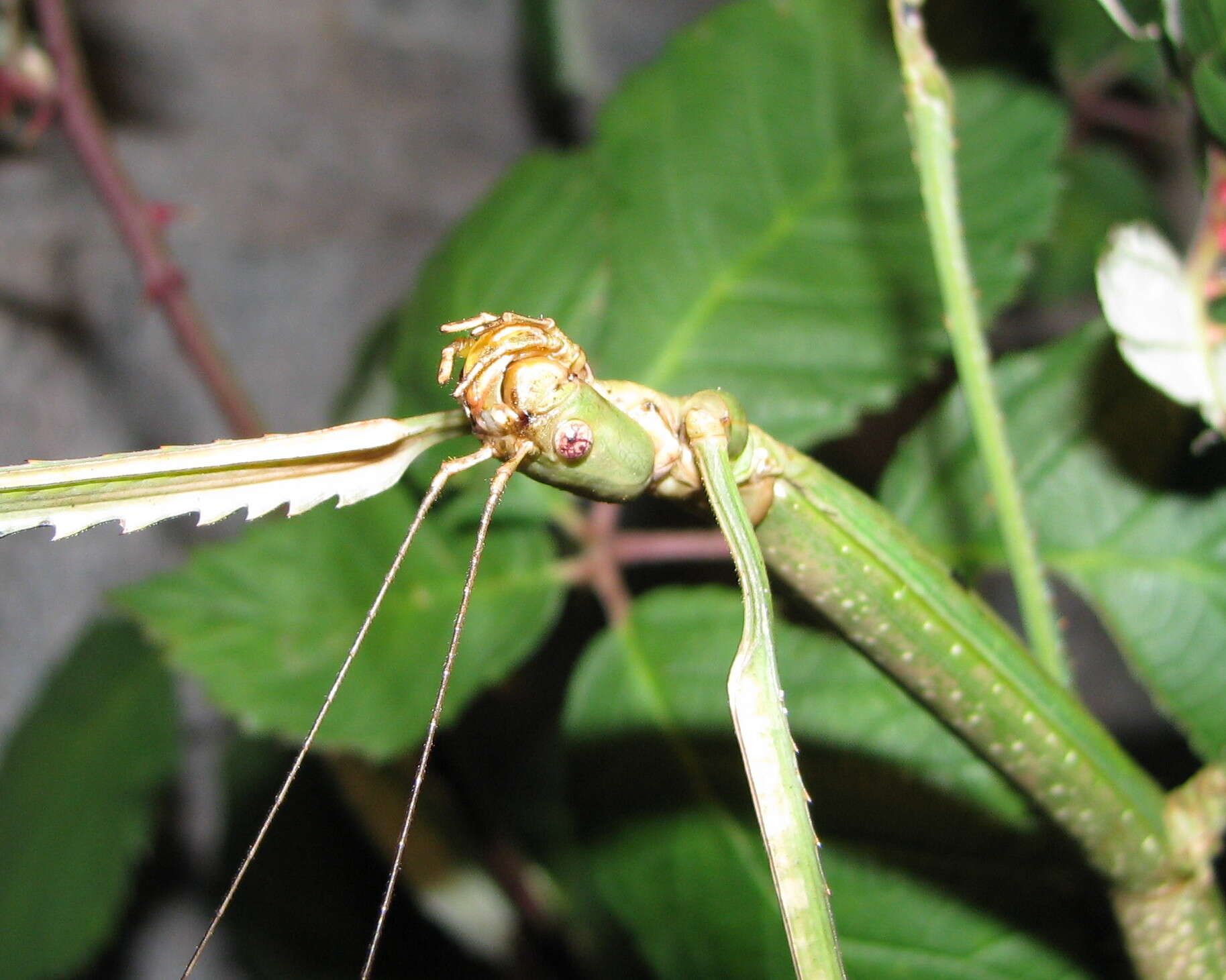 Phobaeticus serratipes (Gray & G. R. 1835)的圖片