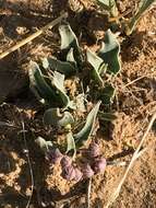 Image de Asclepias uncialis subsp. ruthiae (Maguire) J. T. Kartesz & K. N. Gandhi