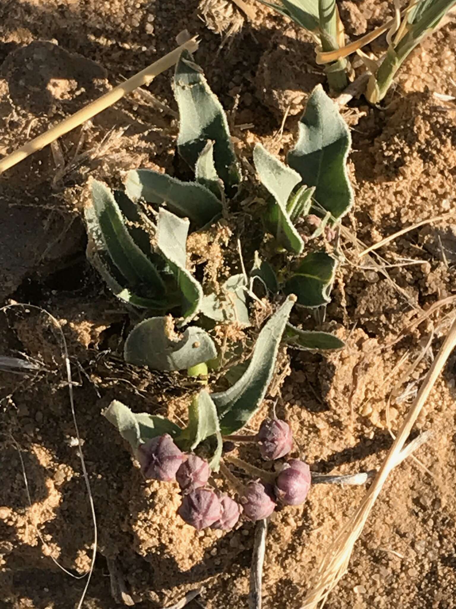 Asclepias uncialis subsp. ruthiae (Maguire) J. T. Kartesz & K. N. Gandhi resmi