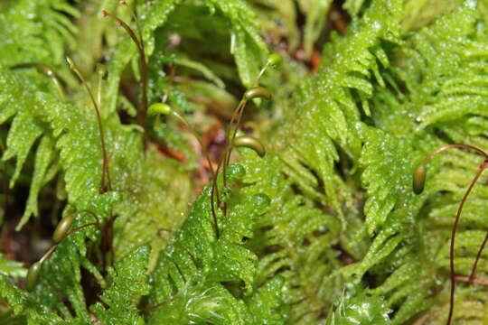 Image of ptilium moss