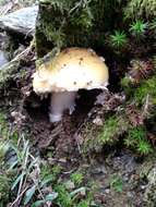 Image of gemmed Amanita