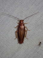 Image of Small Yellow Texas Cockroach