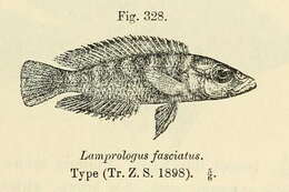Image of Neolamprologus fasciatus (Boulenger 1898)