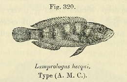 Image of Lepidiolamprologus