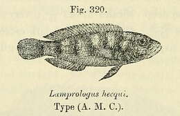 Lepidiolamprologus resmi