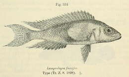 Image de Neolamprologus