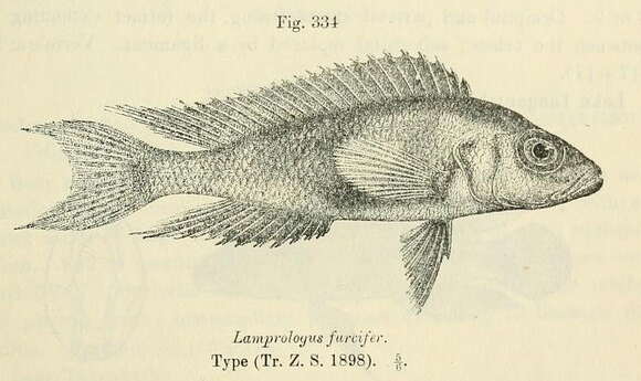 Image of Neolamprologus