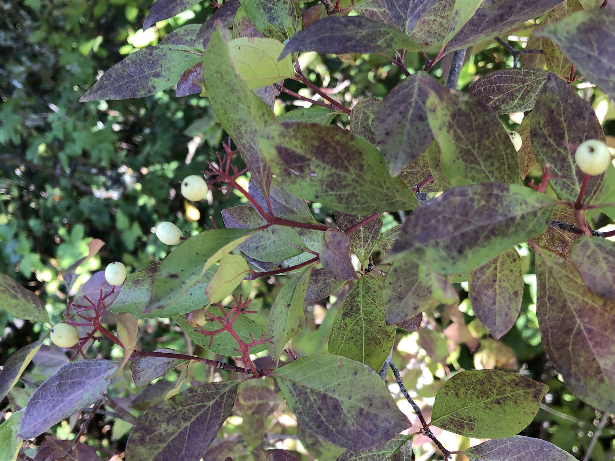 Image of brown dogwood