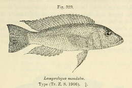 Image of Neolamprologus mondabu (Boulenger 1906)