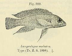 Image of Neolamprologus