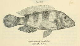 Image de Neolamprologus tretocephalus (Boulenger 1899)