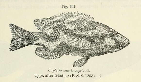 Image of Nimbochromis livingstonii (Günther 1894)