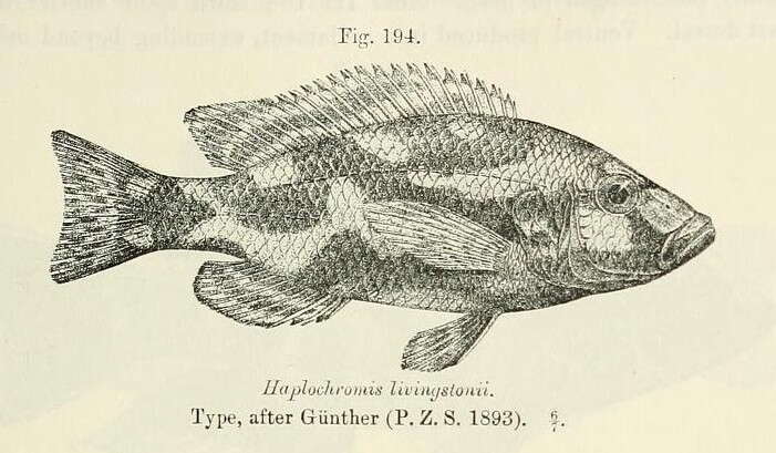 Image de Nimbochromis livingstonii (Günther 1894)