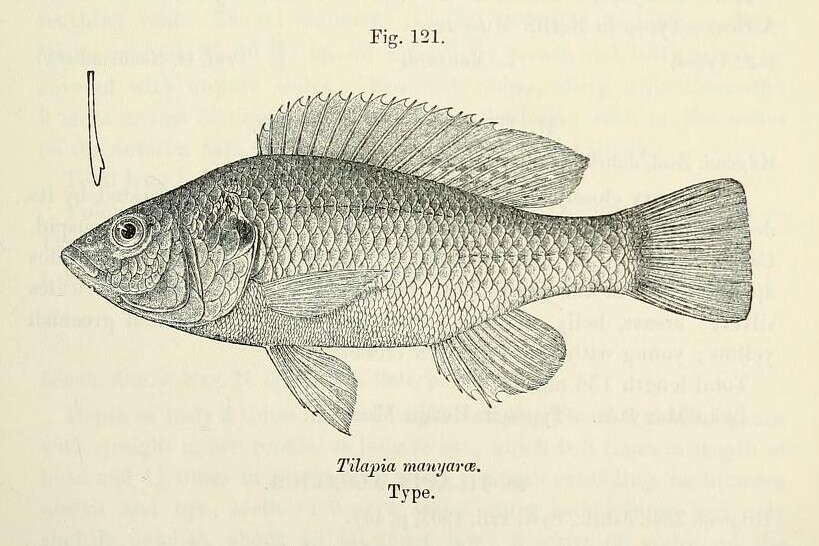 Image de Oreochromis amphimelas (Hilgendorf 1905)