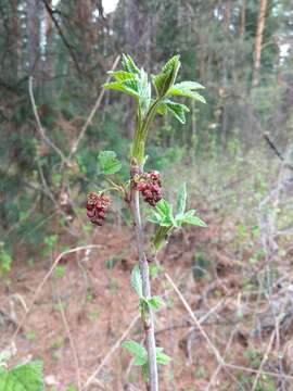 Image of Rock Red Currant