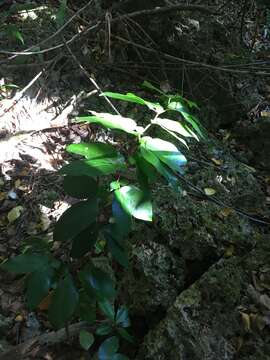 Image of Wrinkle Pod Mangrove