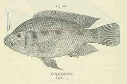 Imagem de Oreochromis andersonii (Castelnau 1861)