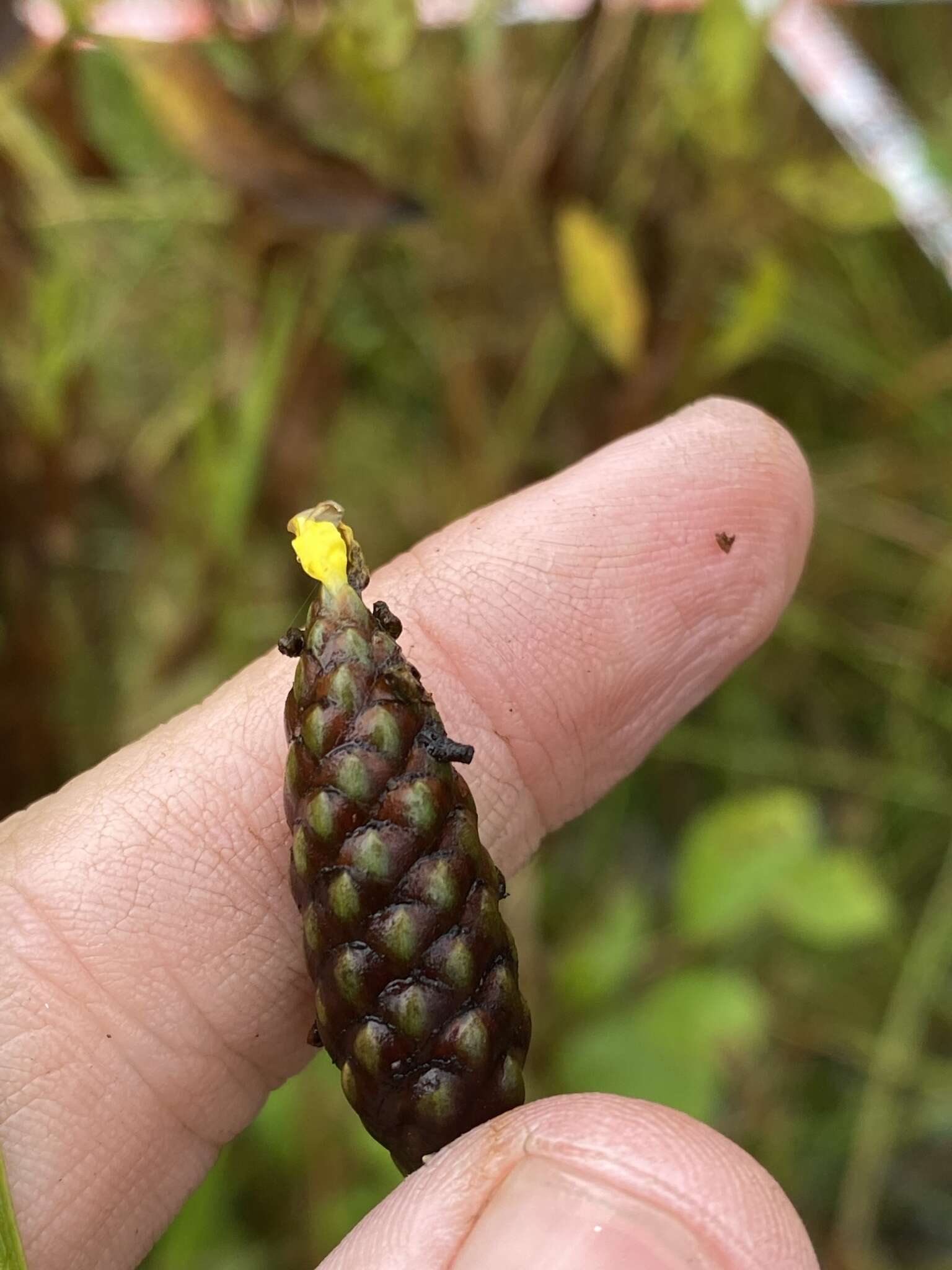 Image of irisleaf yelloweyed grass