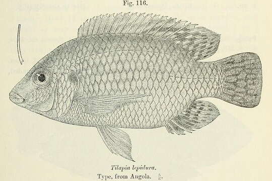 Image de Oreochromis