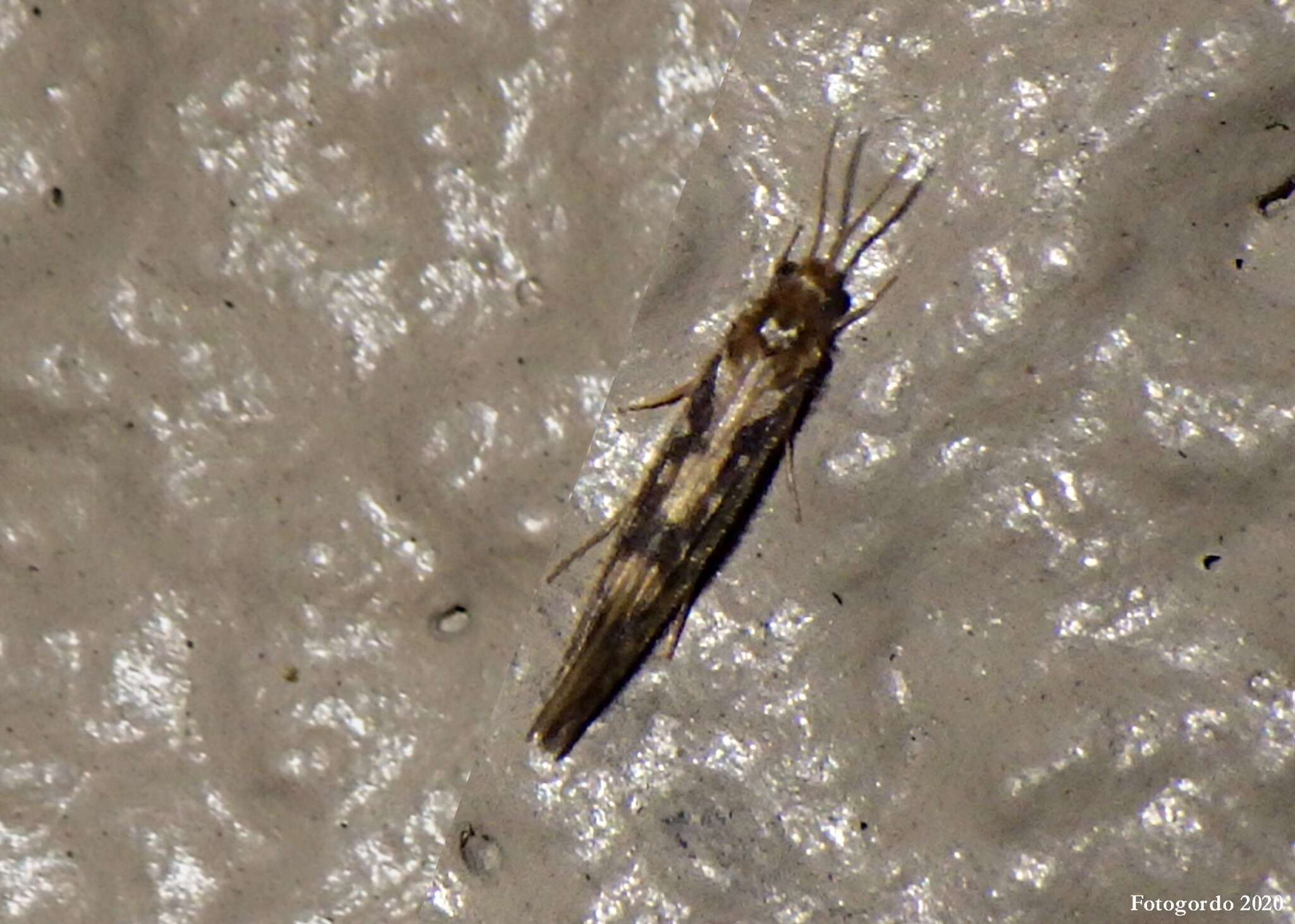 Image of Salt and Pepper Microcaddis